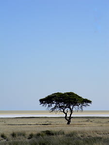 drvo, Afrika, Namibija, pustinja, priroda, krajolik, odmor