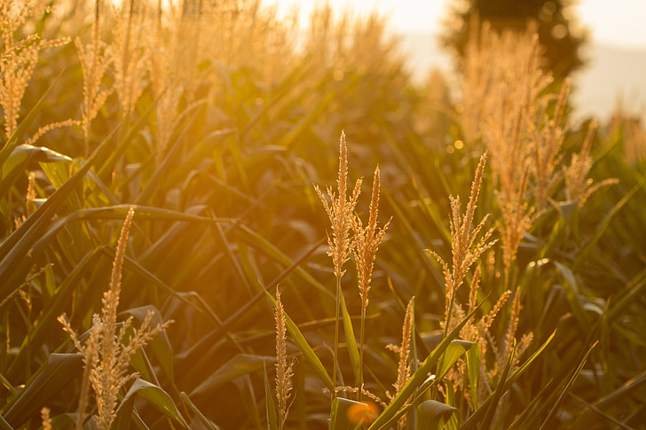 cereals, cornfield, landscape, summer, spike, arable, nature
