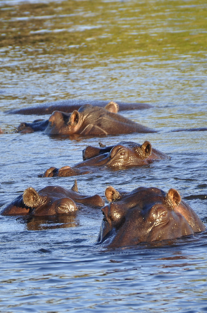 Hippo, hipopótamo, Río, agua, Chobe, Botswana, África