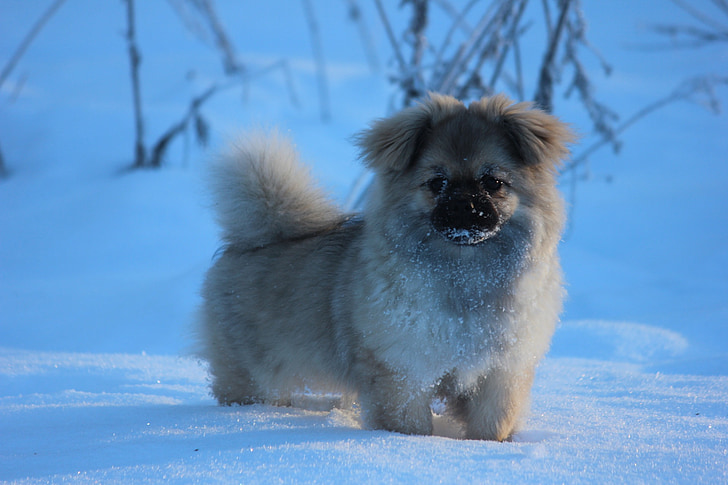 spaniel tibetano, cachorro, invierno, paisaje de nieve
