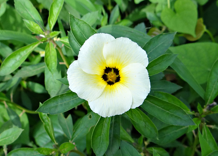 white alder, politician's flower, flower, white butter cup, turnera subulata, passifloraceae, goa