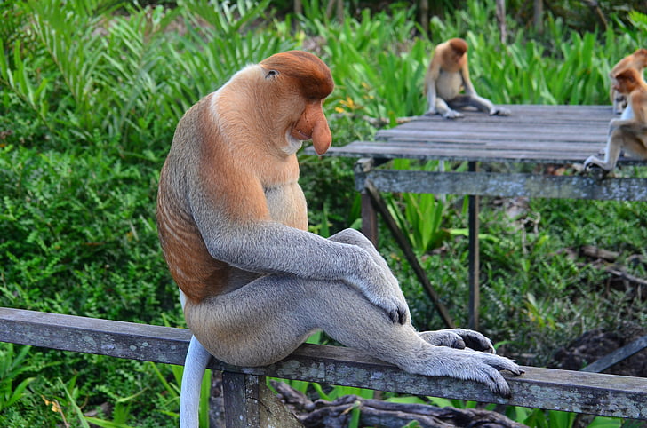Дългоноса маймуна, Хобот, Борнео, дълги Дългоноса маймуна, probosci, labuk залив, резерв