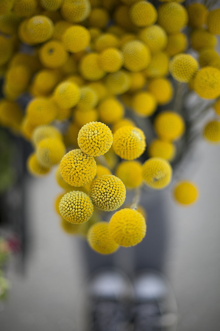Hoa, Blossom, màu vàng, quả bóng, vòng, hình dạng, thực vật