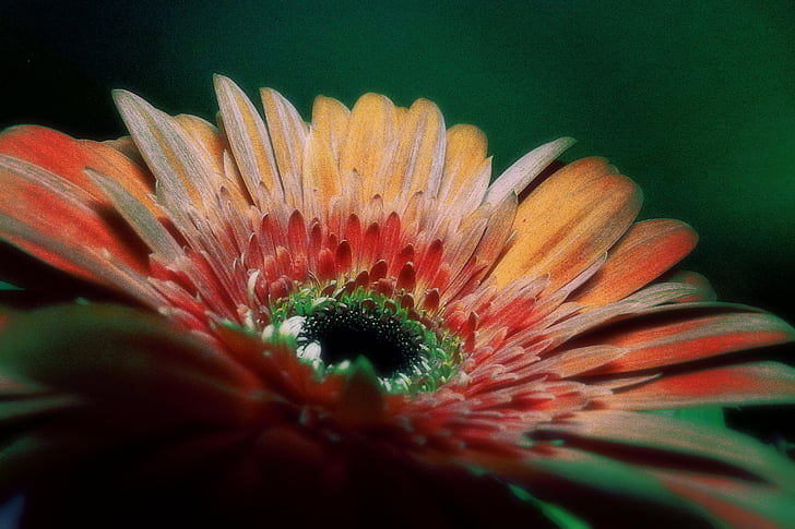 Gerbera, blomst, farvede, plante, natur, makro, close-up
