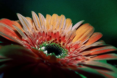 Gerbera, květ, barevný, závod, Příroda, makro, detail