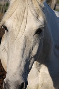 кон, животните, Конна езда, бяло, главата