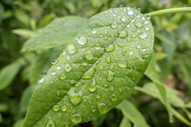 lehed, vihm, lehed, tilguti, tilk vett, roheline, vihmapiisk