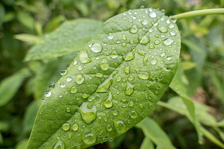 leaf, rain, leaves, drip, drop of water, green, raindrop