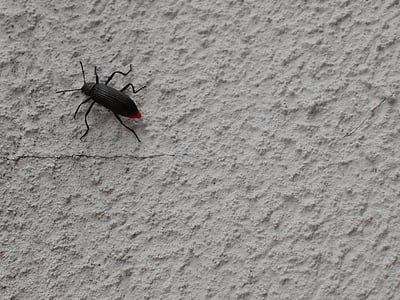 beetle, tenebrídeo, insect, animal, antennas, arthropod, nature