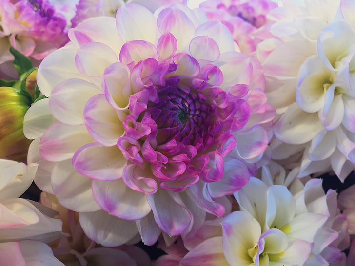 Bloom, květ, Flora, květiny, Příroda, okvětní lístky, závod
