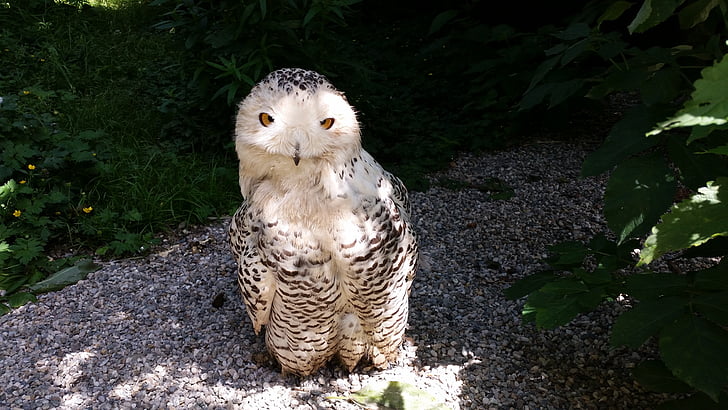 owl, bird, animals
