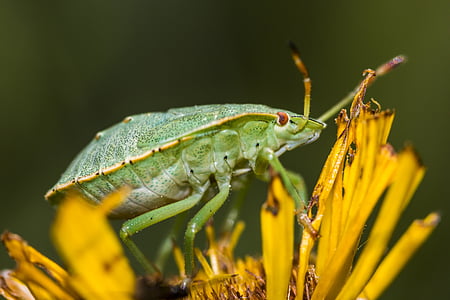 bug, verde, insetto, natura, stinkwanze verde, animale, chiudere