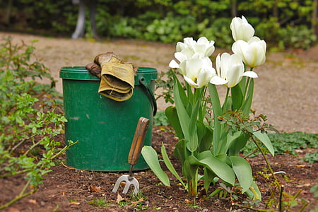 hage, hagearbeid, hageredskaper, bøtte, anlegget, tulipaner, våren