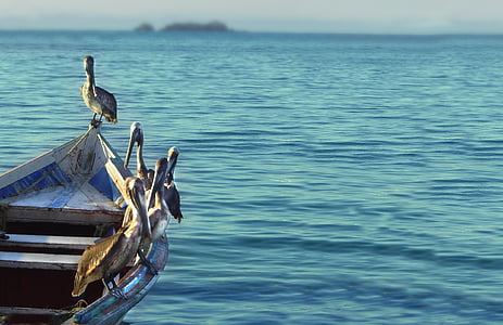 pelican, boat, sea, island, summer