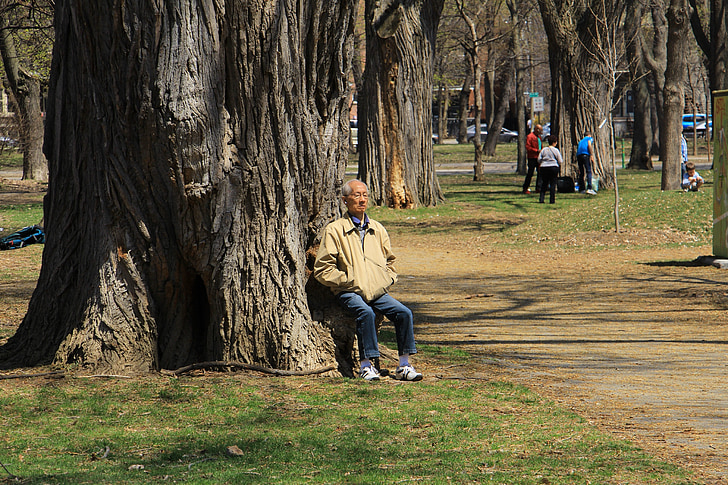 Montreal, parka, Fontana, čovjek, drvo, proljeće, ljudi