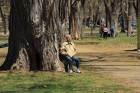 Montreal, parks, strūklaka, vīrietis, koks, Pavasaris, cilvēki