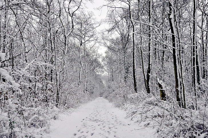 winter forest, sneeuw, running bospaden, eringefeld