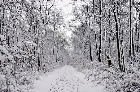 floresta de inverno, neve, faixas de funcionamento floresta, eringefeld