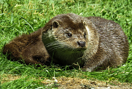 animal, otter, fur, meadow, wildlife photography, zoo, curious