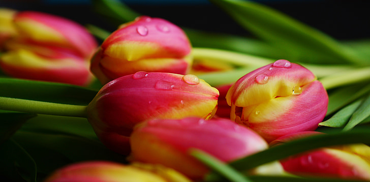 tulipanes, primavera, flores, flameado, flor de primavera, cerrar, gota de agua