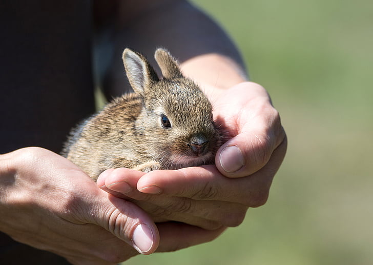 kanin, Hare, Cub, Rescue, liten, djur, däggdjur