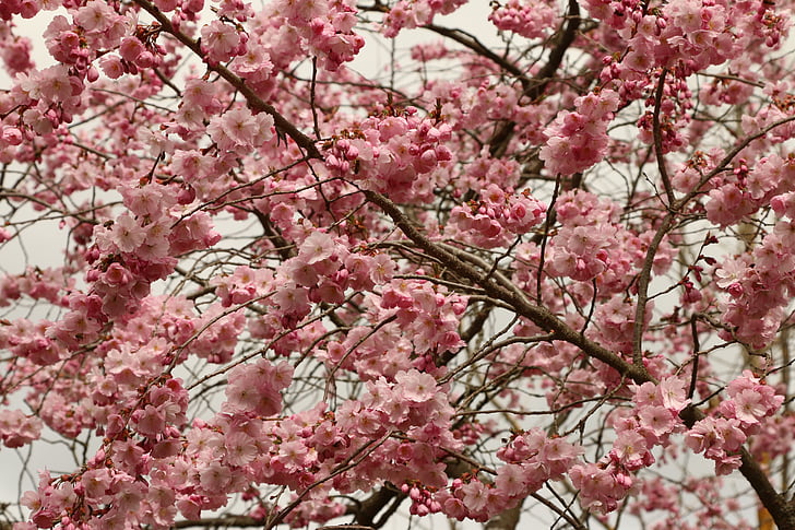Cherry, Sakura, bunga, merah muda
