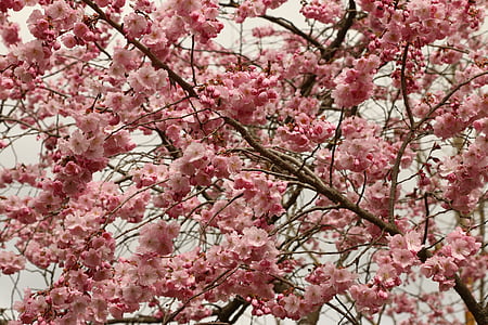 cereja, flor de cerejeira, flores, -de-rosa