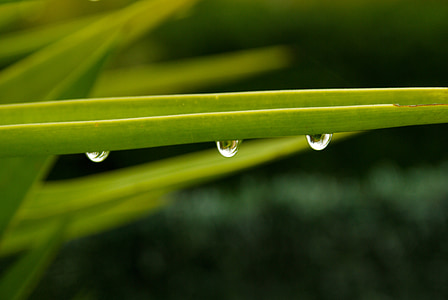 leaves, drops of water, rain, nature, dew drop