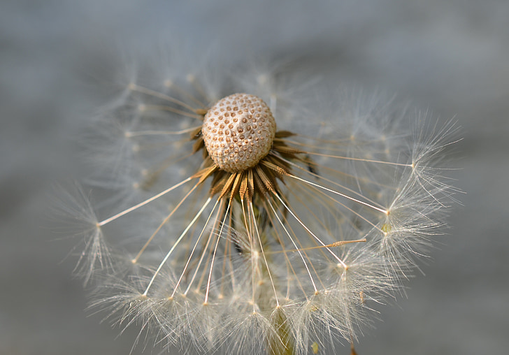 dandelion, seeds, close, macro, meadow, plant