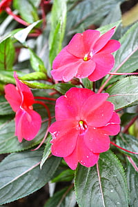 lila Blume, Garten Blume, Garten, Blumen, rote Blume, Botanischer Garten, Peradeniya