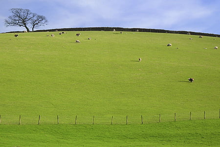 放牧地, 羊, ツリー, 草, 空, 牧草地, 地平線