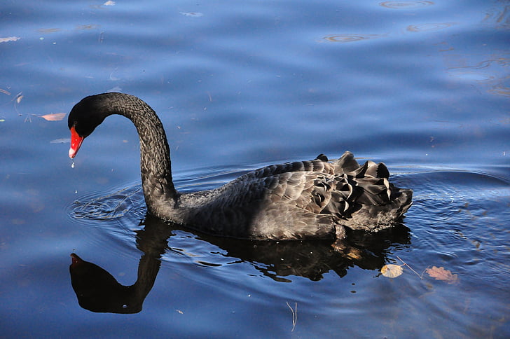 Black swan, Ave, Swan, dyr, fauna, natur, dammen