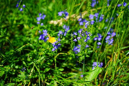 ranúnculo de Sharp, flor, amarillo, Ranunculus acris, Ranúnculo, botón de oro, hahnenfußgewächs