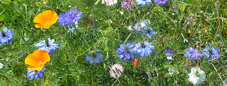 Blumen, Blume, Farben, Grass, Sommer, Feldblumen, Facebook-Hintergrund
