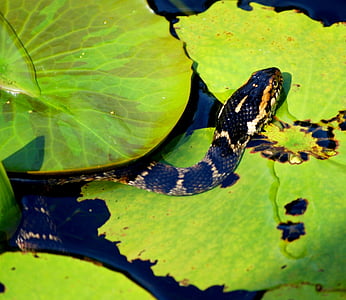 serpent, predator, pond, lily pads, water snake, reptile, snake