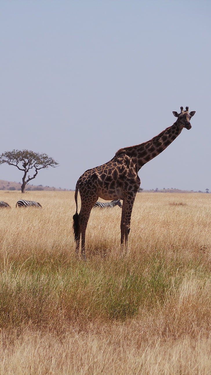 girafa, Africa, savana