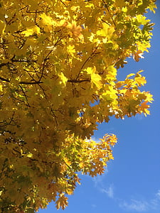 loof, herfst, Gouden herfst, gele bladeren, samenvouwen