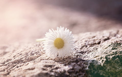 Daisy, blomma, vit-gul, sten, naturen, ljus, belysning