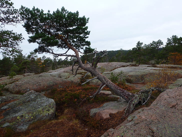 skuleskogen narodni park, Švedska, pohod, narave, drevo