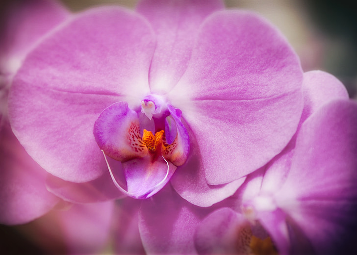 orchid, phalaenopsis, purple, blossom, bloom, flower, phalaenopsis orchid