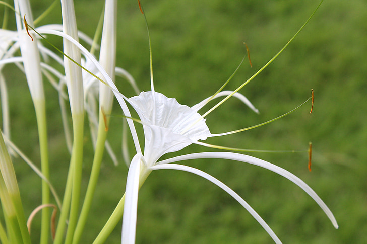 Bali, flor branca, lírio de caranguejo picada, natureza, grama, planta