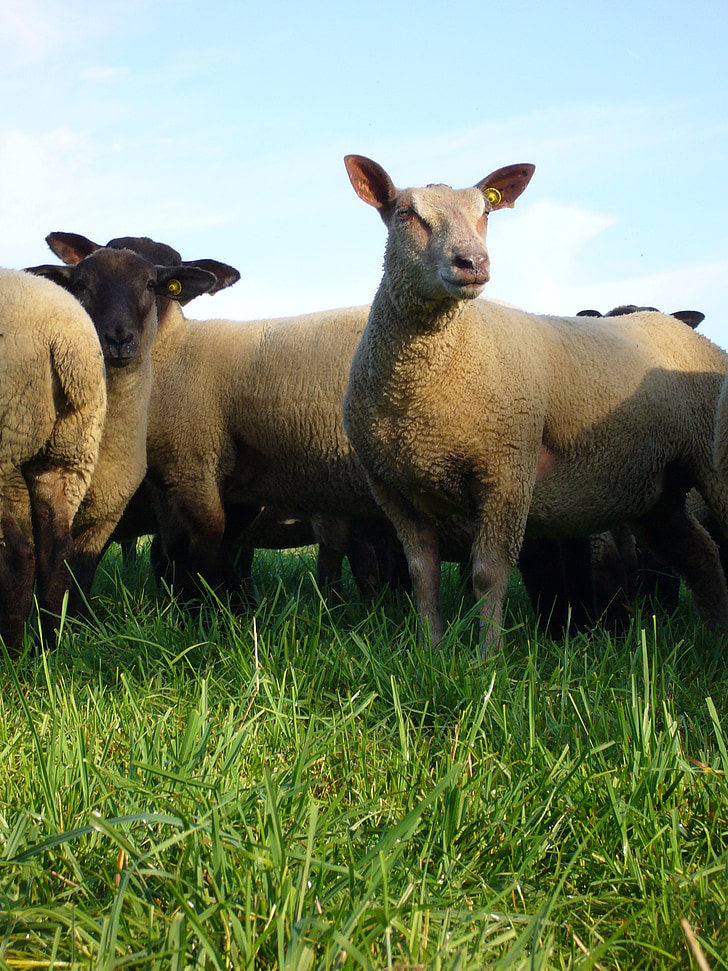 avių, gyvūnų, lauko, žolės, ūkio, žemės ūkis, pieva