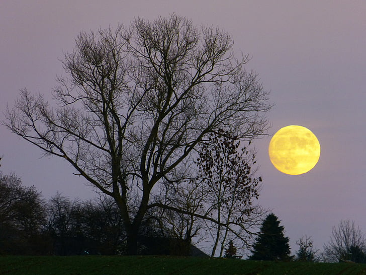 φεγγάρι, Πανσέληνος, Ανατολή Σελήνης, το βράδυ, Λυκόφως, φως του φεγγαριού, δέντρο