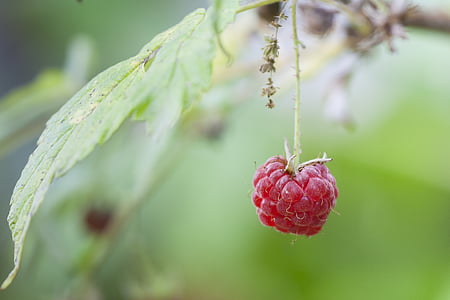 Raspberry, merah, buah-buahan, Berry, Manis, berry liar, buah