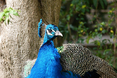 peacock, bird, color, iridescent, animal, shimmer, feather