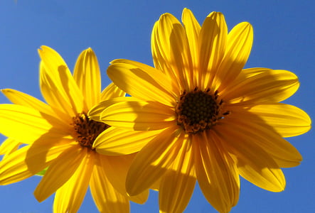 kvety, žltá, svetlo, žltý kvet, Daisy, Príroda, letné