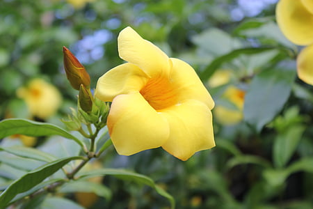 žlutá allamanda, Allamanda cathartica, Zlatá trumpeta, boty, žluté květy, Příroda, Flora