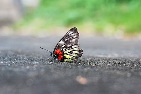 papillon, public static, paysage
