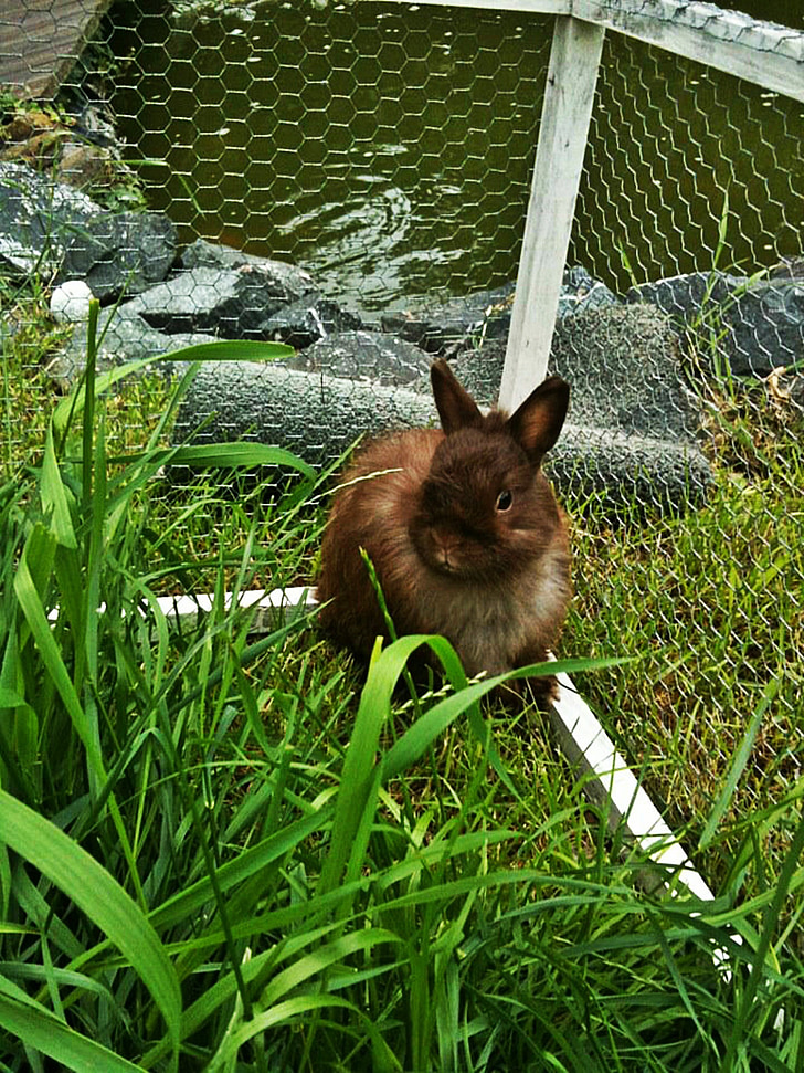 coniglio nano, coniglio, eared lungo, animale, marrone, giardino