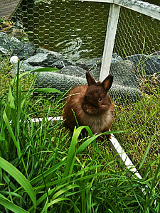 드워프 토끼, 토끼, 긴 귀, 동물, 갈색, 정원